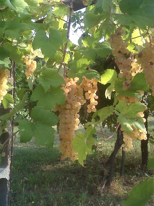 Vigna albana Imola 