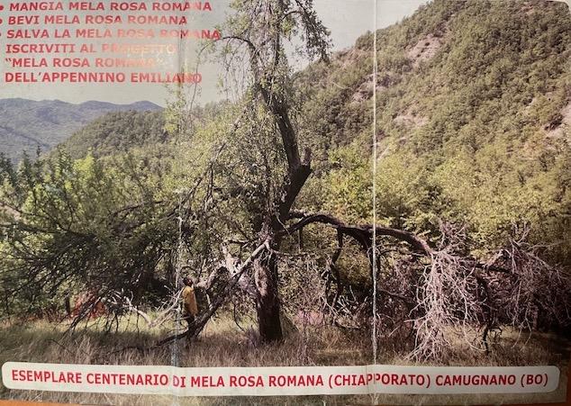Albero centenario di Rosa Romana